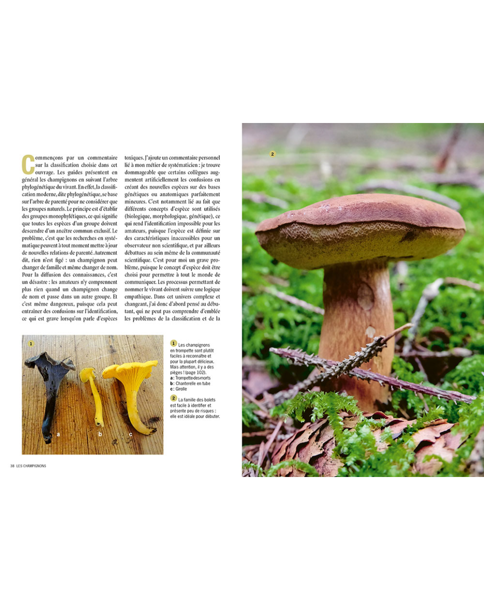 4 champignons comestibles faciles à reconnaître et à trouver en forêt - La  Salamandre