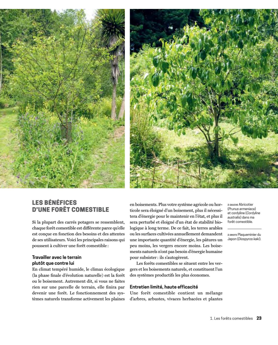 Forêt jardin : la strate vivace - Terre Vivante - Permaculture