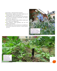 Mon petit jardin en permaculture