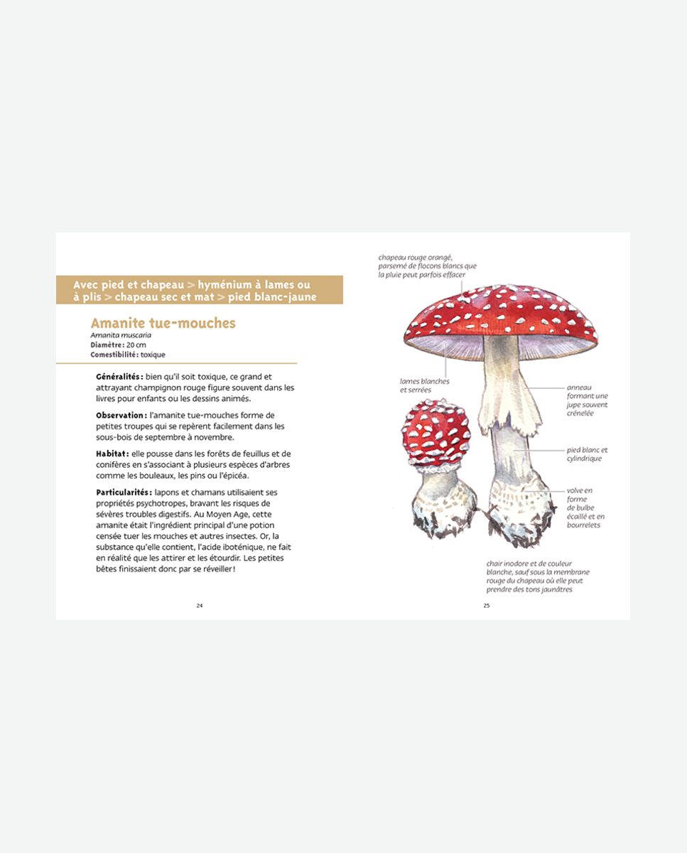 Nouveau guide des champignons + 10 Champignons Faciles à connaitre