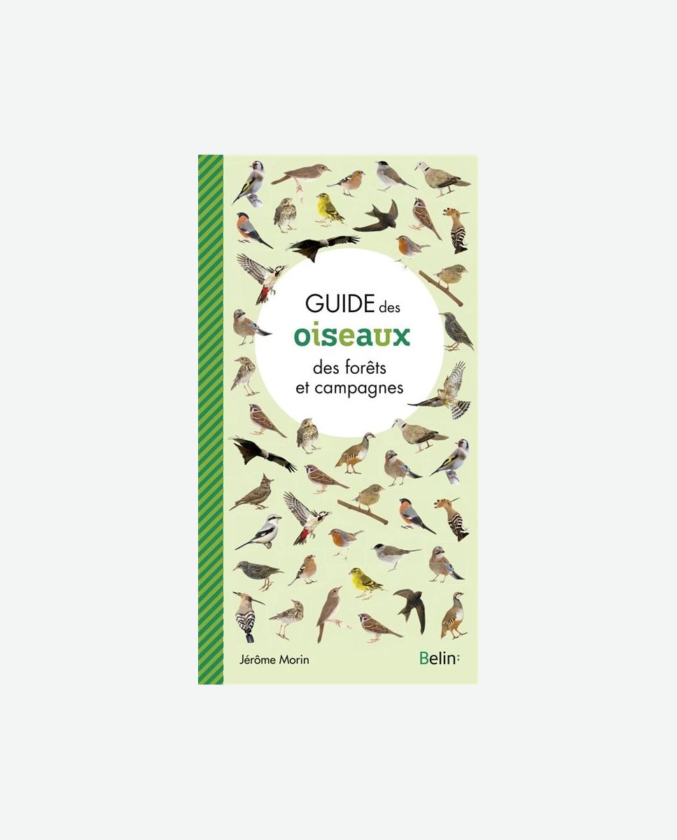 Guide des oiseaux des forêts et campagnes Belin
