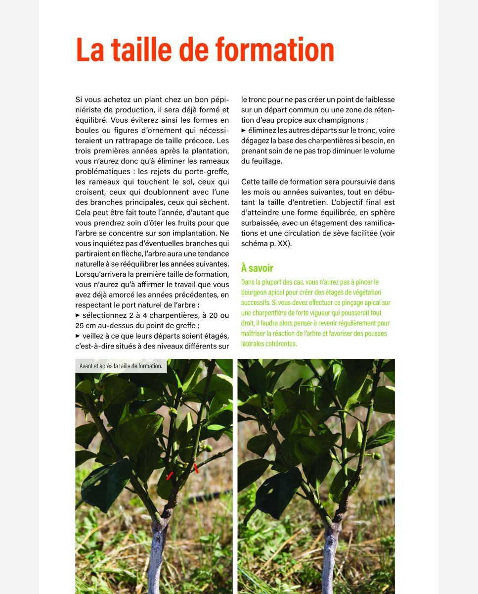 Guide Citronnier en Pot et Pleine Terre : Planter, Entretenir, Tailler