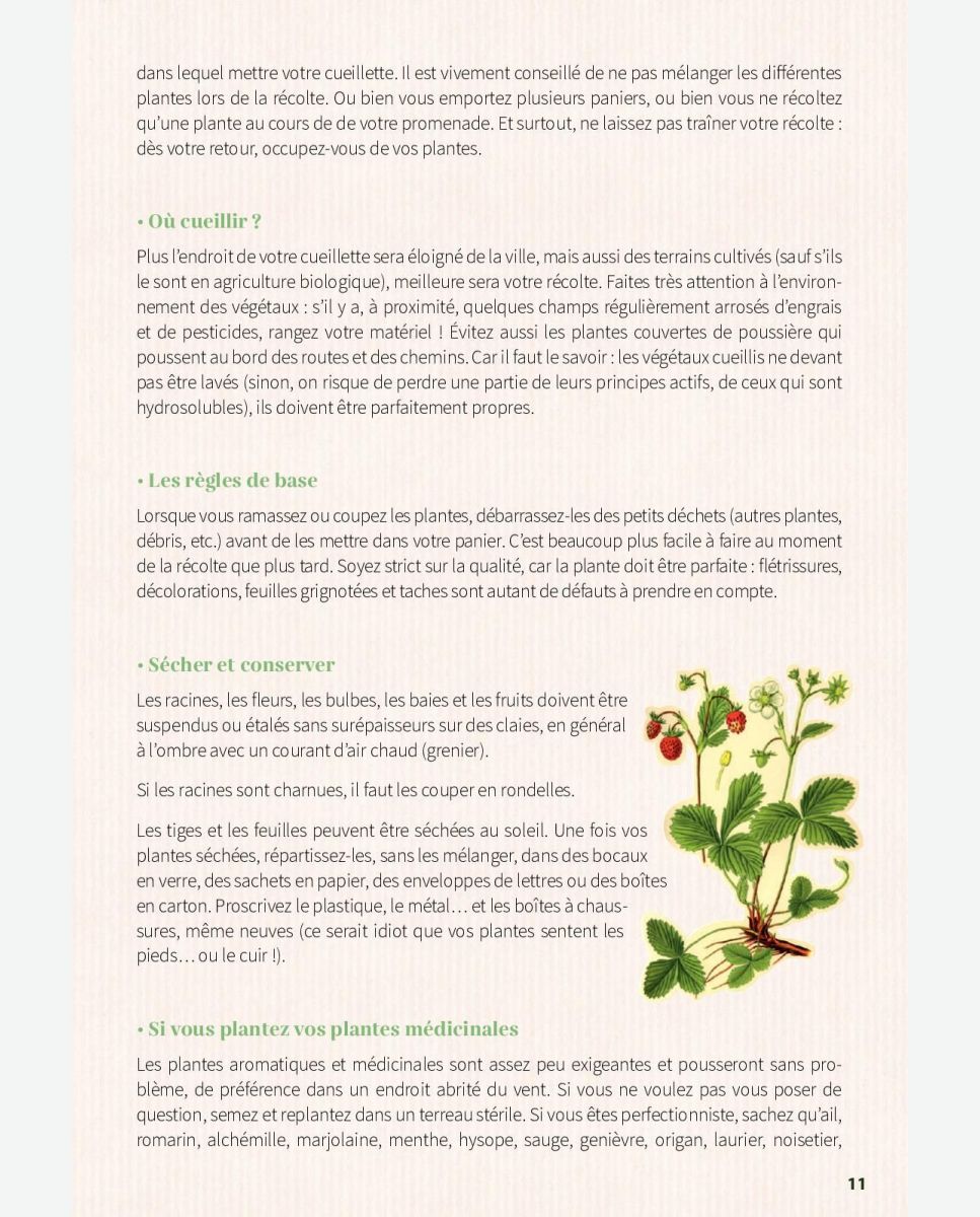 La cueillette de l'alchémille - Herbier et recette- Plantes et Santé