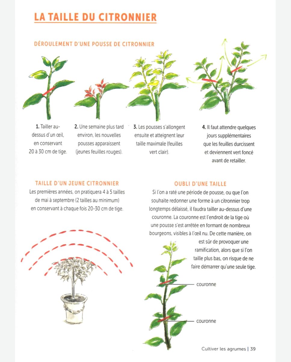 Guide Citronnier en Pot et Pleine Terre : Planter, Entretenir, Tailler