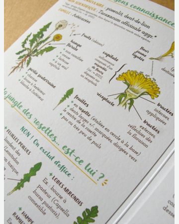 Je cuisine le pissenlit