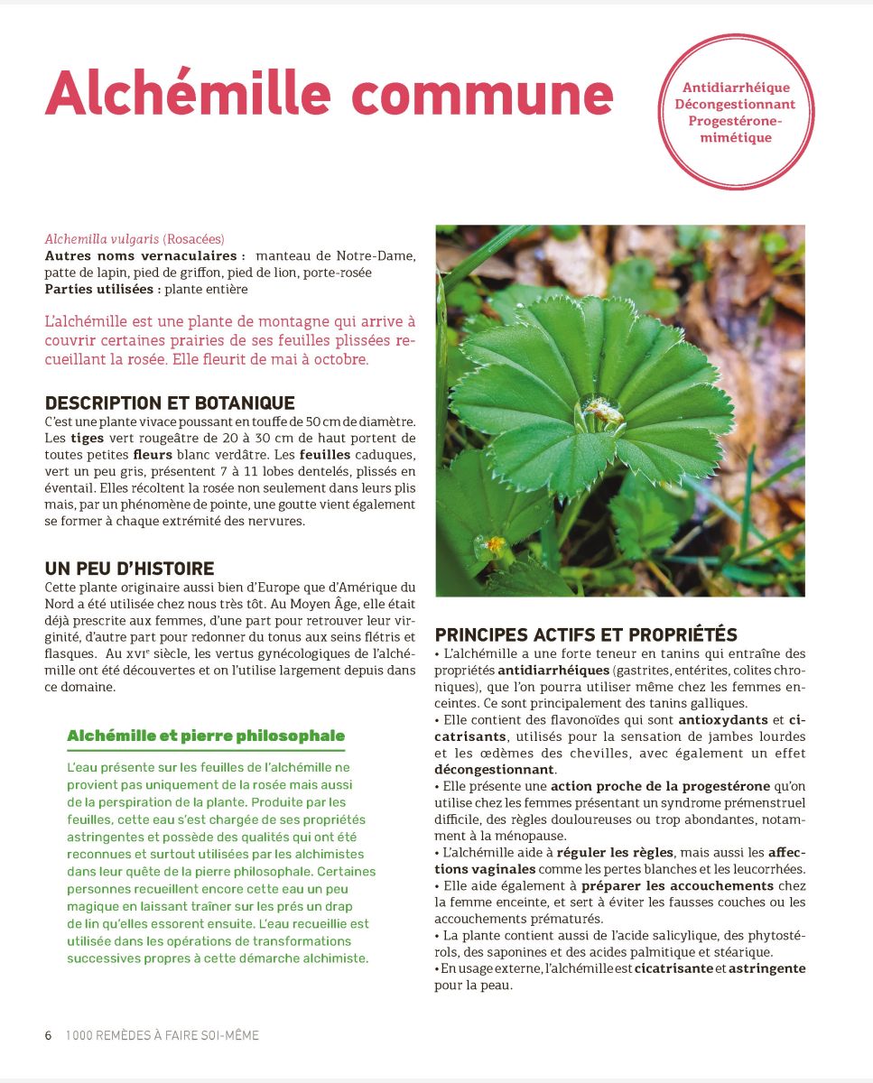 Alchémille: Vertus et Propriétés - Guide pratique - Phytothérapie