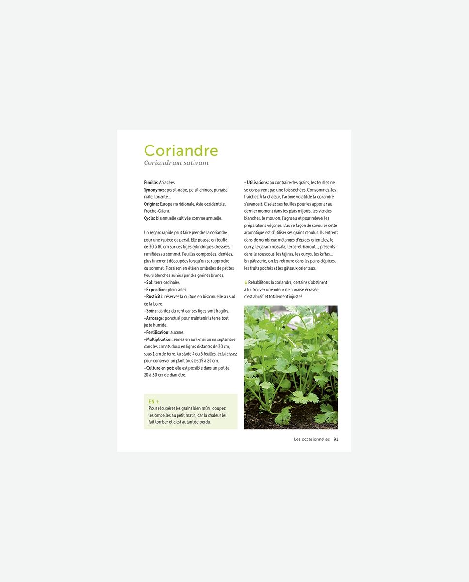 Plantes aromatiques vivaces – liste complète et astuces pour les cultiver